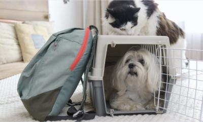 Transportín Obligatorio ¡Protege a tu Mascota y tu Bolsillo!